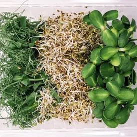 Микрозелень MicroMIX